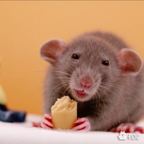 如何分辨宠物喜欢吃什么 (怎样知道自己的宠物合适吃什么)