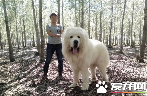 大白熊犬的性格和脾气,大白熊犬体型有小型的吗