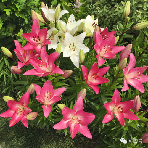 韩国自由行4天,韩国五日游自由行攻略