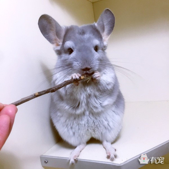 如何分辨宠物喜欢吃什么 (怎样知道自己的宠物合适吃什么)