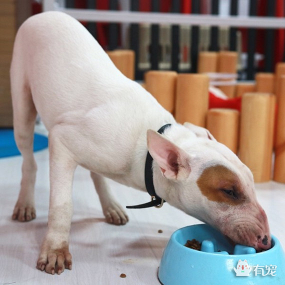 如何分辨宠物喜欢吃什么 (怎样知道自己的宠物合适吃什么)