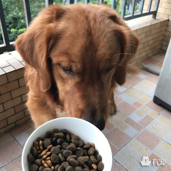 如何分辨宠物喜欢吃什么 (怎样知道自己的宠物合适吃什么)