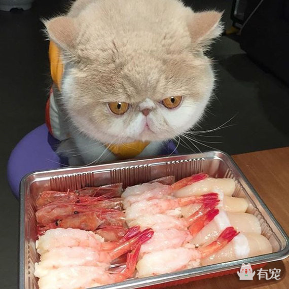 如何分辨宠物喜欢吃什么 (怎样知道自己的宠物合适吃什么)