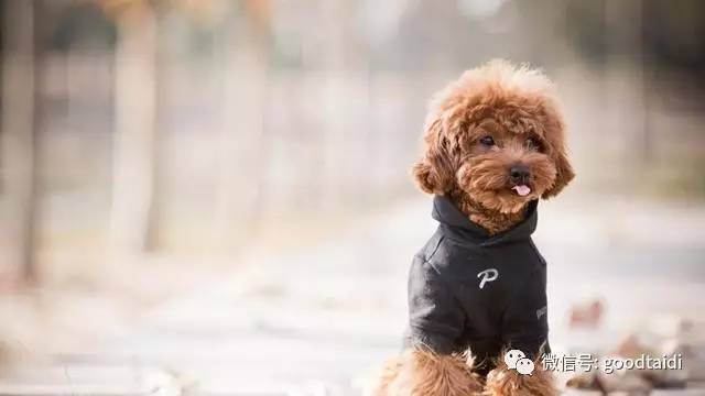 小泰迪不能吃什么食物,小泰迪不能吃的有哪些