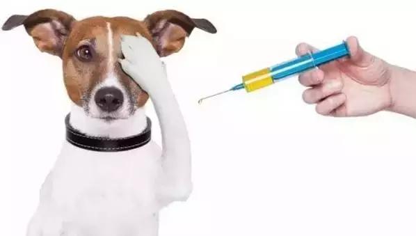 狗狗每次打完疫苗都感冒,狗狗打完疫苗为什么平白无故生气