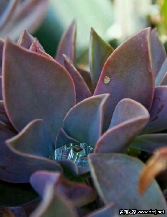 多肉品种是怎么杂交出来的,跨物种杂交告捷的有哪些