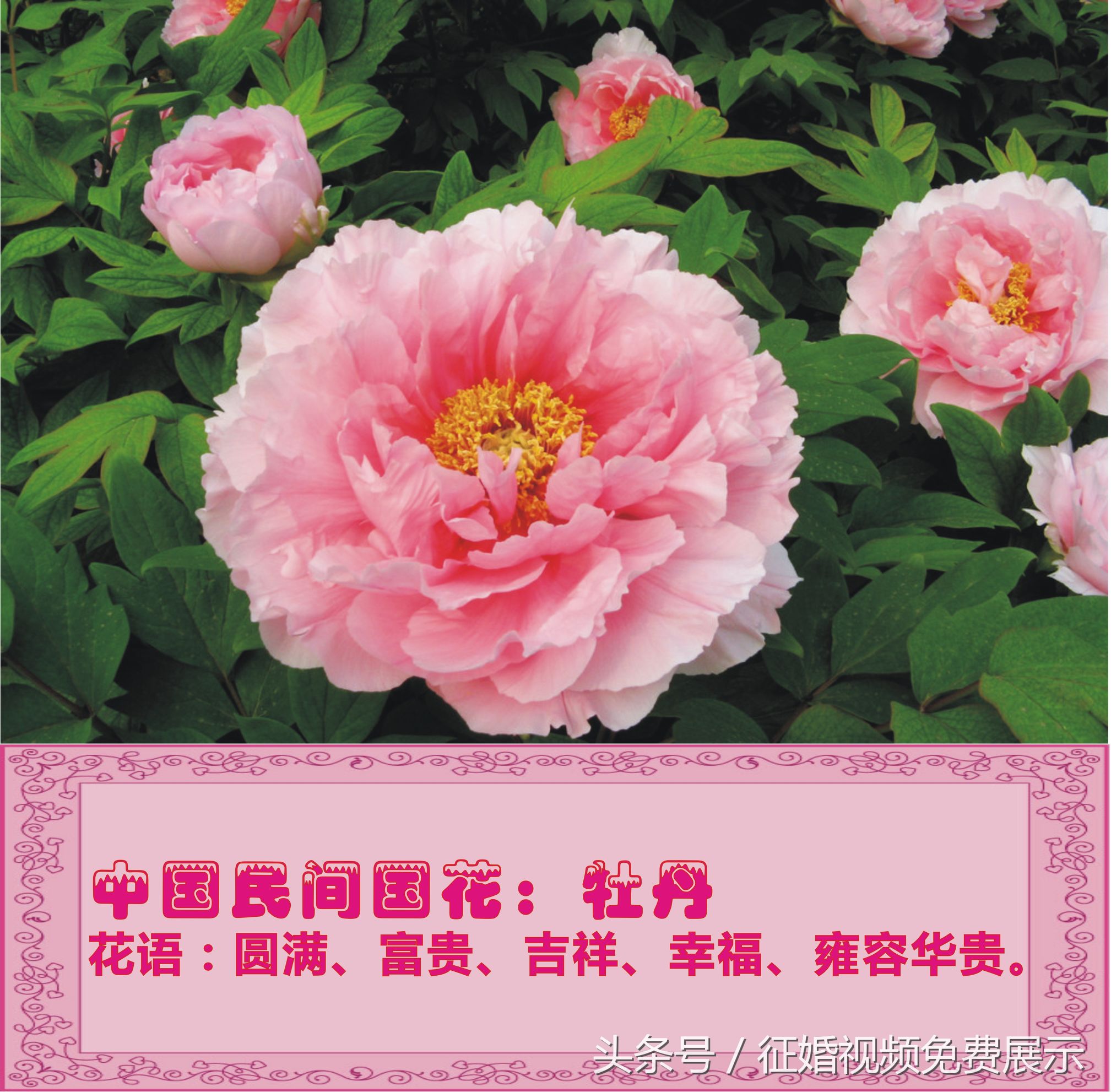 各国国花及象征意义,世界各国国花及寓意