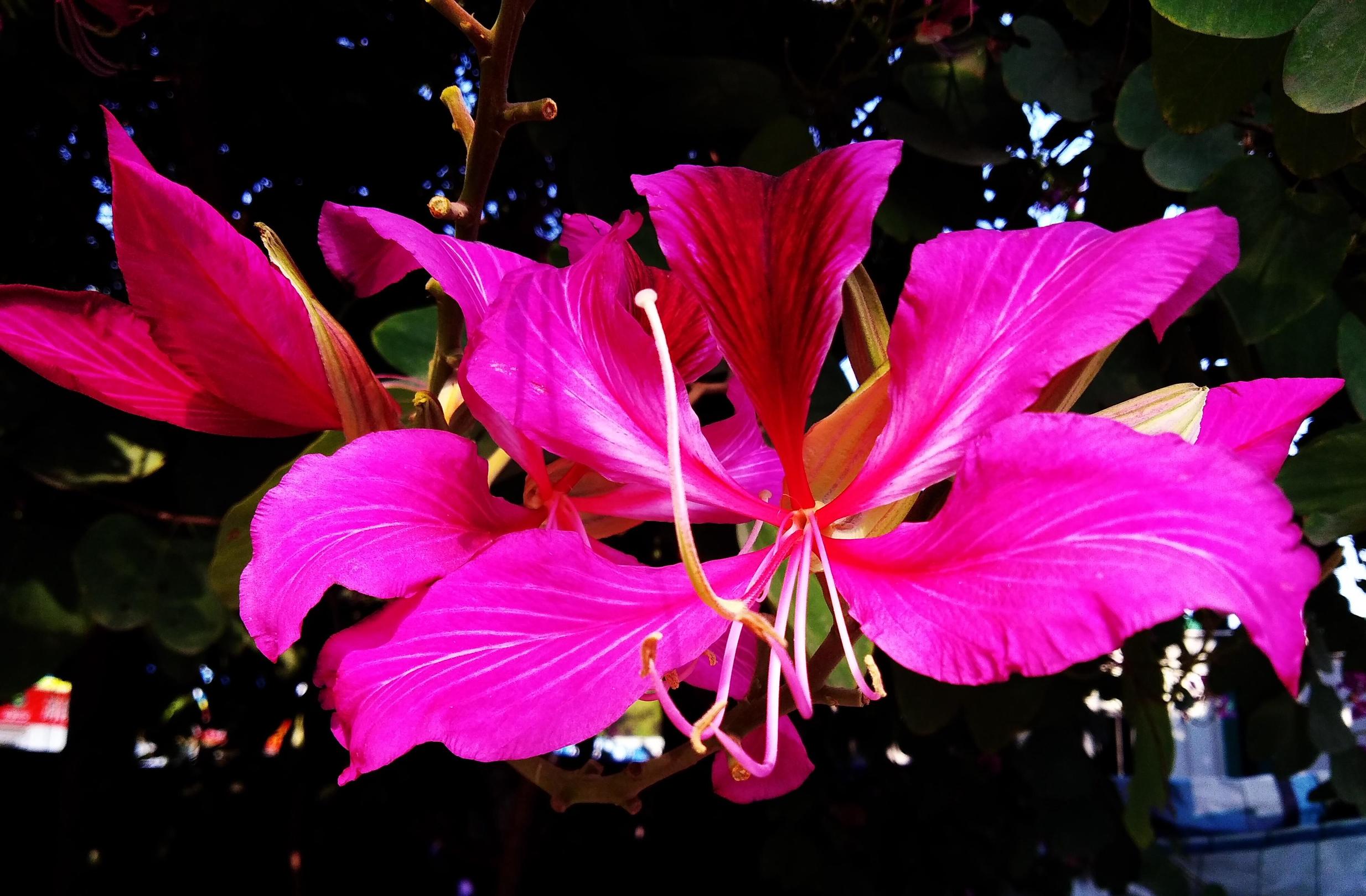 华为畅享6s的像素怎么样,华为畅享6拍照效果怎么样