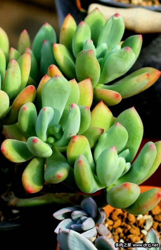 多肉品种是怎么杂交出来的,跨物种杂交告捷的有哪些