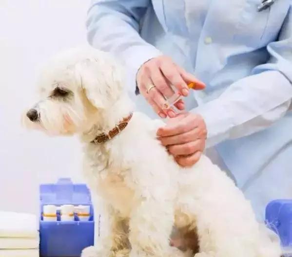 狗狗每次打完疫苗都感冒,狗狗打完疫苗为什么平白无故生气