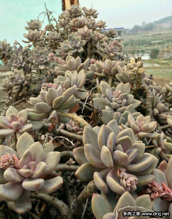 多肉品种是怎么杂交出来的,跨物种杂交告捷的有哪些