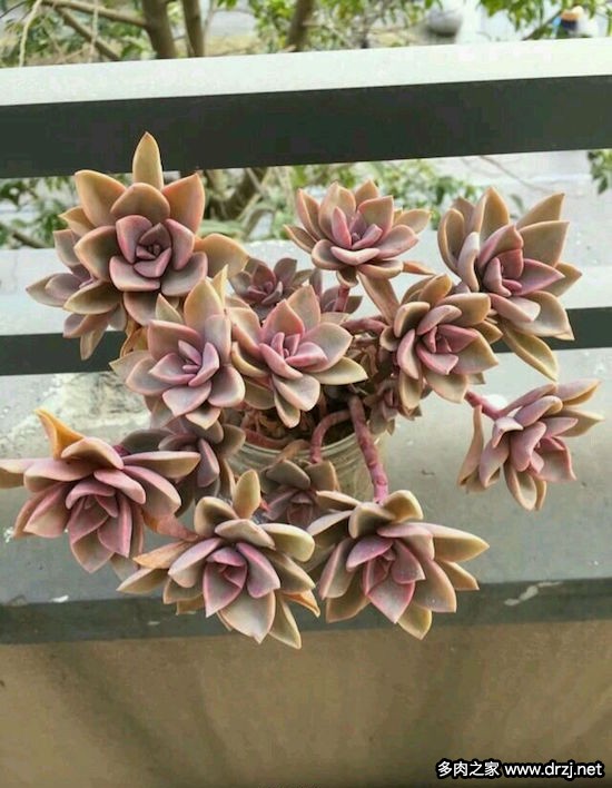 多肉品种是怎么杂交出来的,跨物种杂交告捷的有哪些