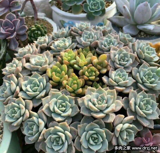 多肉品种是怎么杂交出来的,跨物种杂交告捷的有哪些