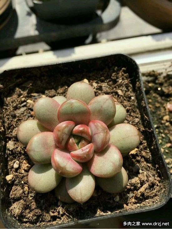 多肉品种是怎么杂交出来的,跨物种杂交告捷的有哪些