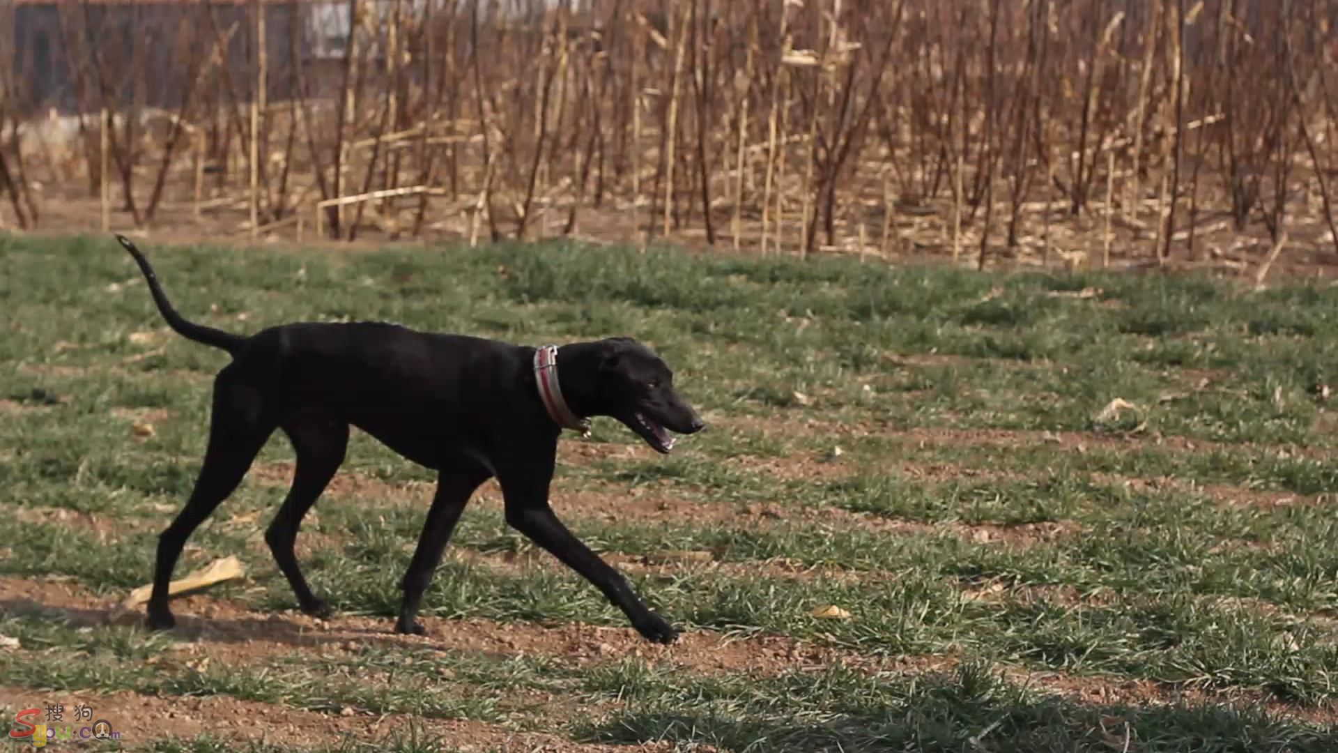 被刷屏的鬼吹灯里长腿狗狗，是濒临灭绝传说中的啸天犬？