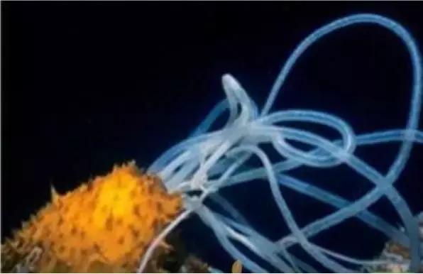 阿拉斯加刺参和加拿大刺参的区别,刺参哪个国家的最好