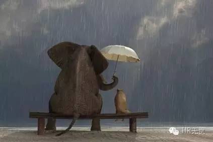 从hr到ceo的辛酸,从hr走向dhr的转型之路