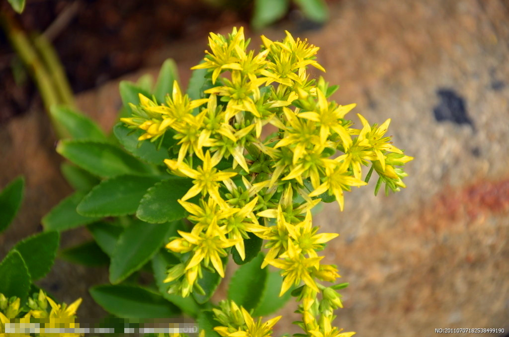 30种小植物,有大功能却很少有人知道的植物
