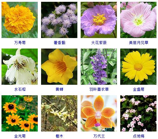 这里有500种花卉等你来认领！很多人都收起来当宝典啦！