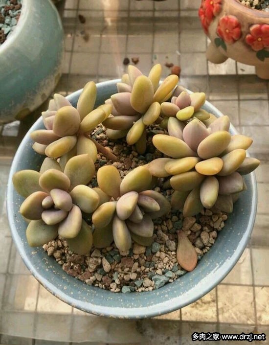 多肉品种是怎么杂交出来的,跨物种杂交告捷的有哪些