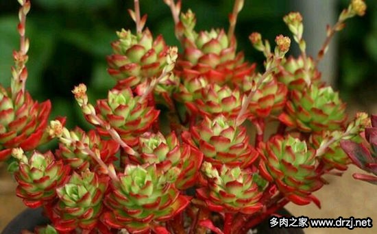 多肉品种是怎么杂交出来的,跨物种杂交告捷的有哪些