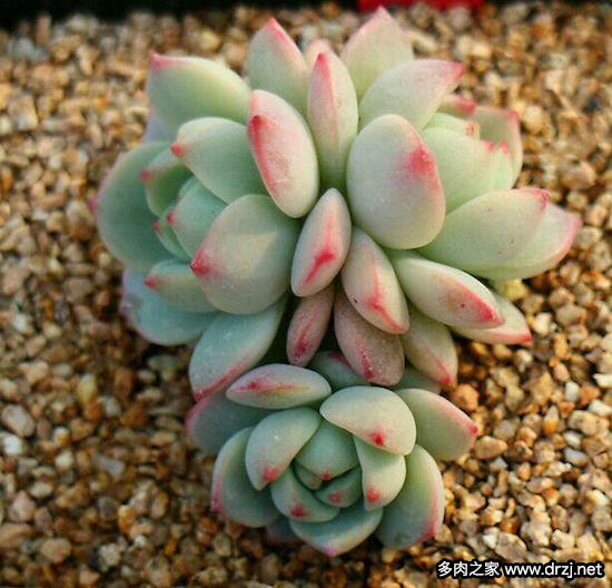 多肉品种是怎么杂交出来的,跨物种杂交告捷的有哪些