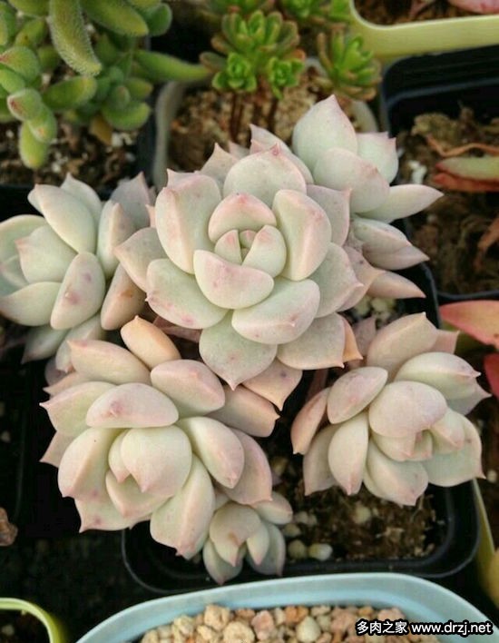 多肉品种是怎么杂交出来的,跨物种杂交告捷的有哪些