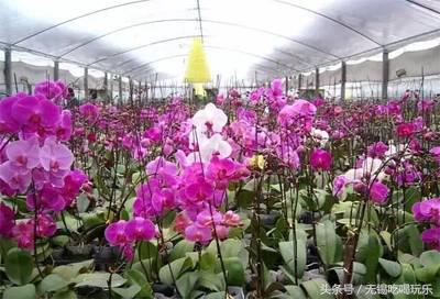 年货哪家靠谱呢,中国年货批发市场前十名