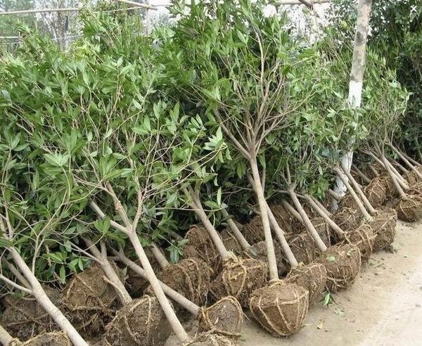 如何找到色块苗销路湖北,随州色块苗价格