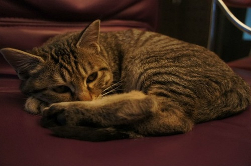 猫咪大便干燥怎么办,猫咪食量减少了怎么回事