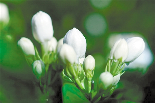 30种小植物,有大功能却很少有人知道的植物