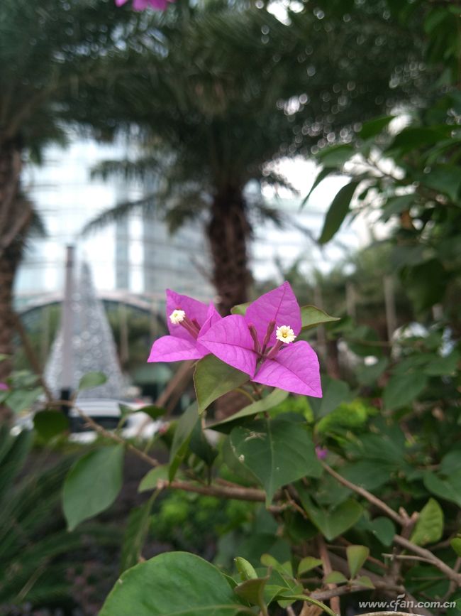 金立m2017现在是多少价格,金立m2017最高价格多少