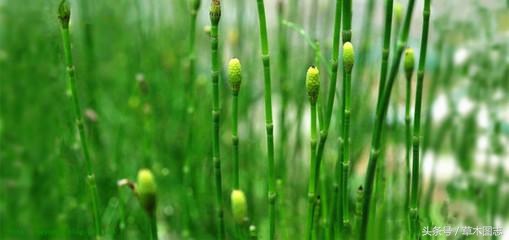 野生接骨草的功能,骨节草能够吃吗