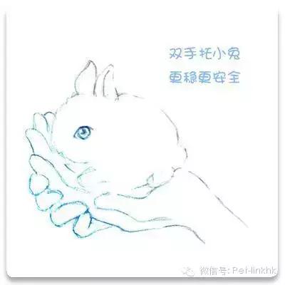 如何让兔兔躺在你怀里,如何让兔兔宁愿让你抱