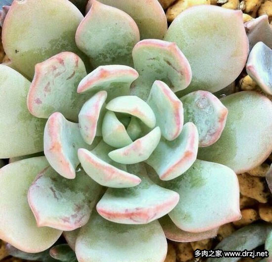 多肉品种是怎么杂交出来的,跨物种杂交告捷的有哪些