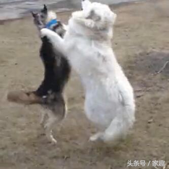 二哈和萨摩耶打闹，萨摩忽然耍流氓，过后二哈却这表现，让人哭笑