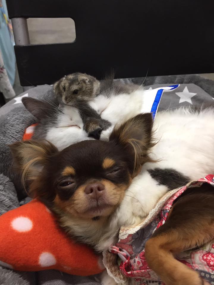 小仓鼠能够和狗猫兔子一起生活吗,可爱的小仓鼠和猫能成好朋友吗