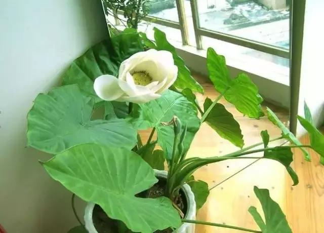 毒花品种大全,耐寒年宵花品种