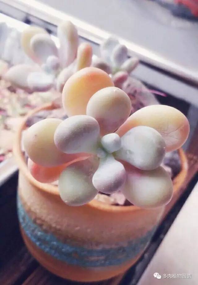 桃美人能够露养吗,桃美人能够完全泡水里养吗