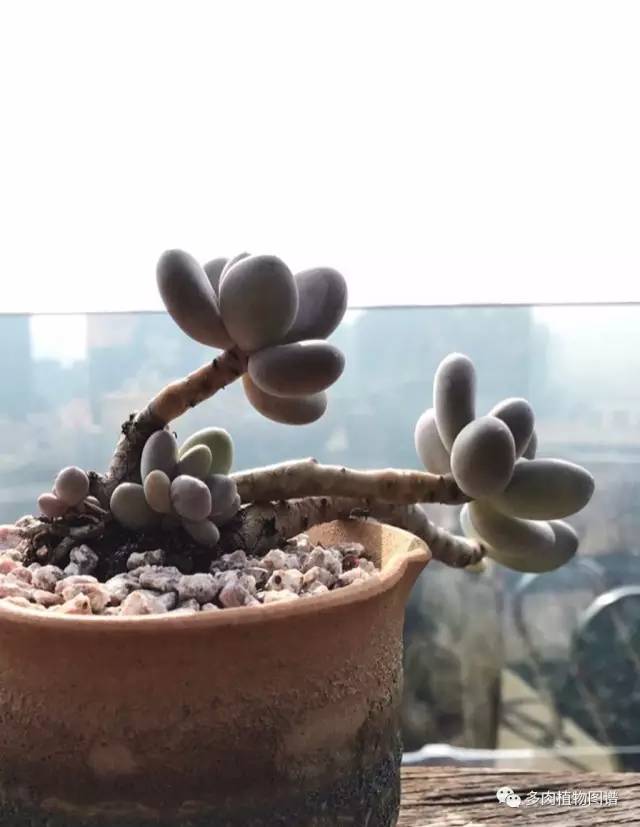 桃美人能够露养吗,桃美人能够完全泡水里养吗