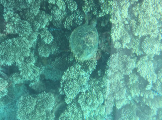 毛里求斯异域风情感受,毛里求斯自驾游