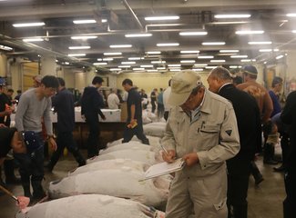 带着24个月小囡十一寸又峡寻密+东京+镰仓伊豆+横渡骏河湾观富士山+附详细交通攻略