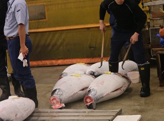 带着24个月小囡十一寸又峡寻密+东京+镰仓伊豆+横渡骏河湾观富士山+附详细交通攻略