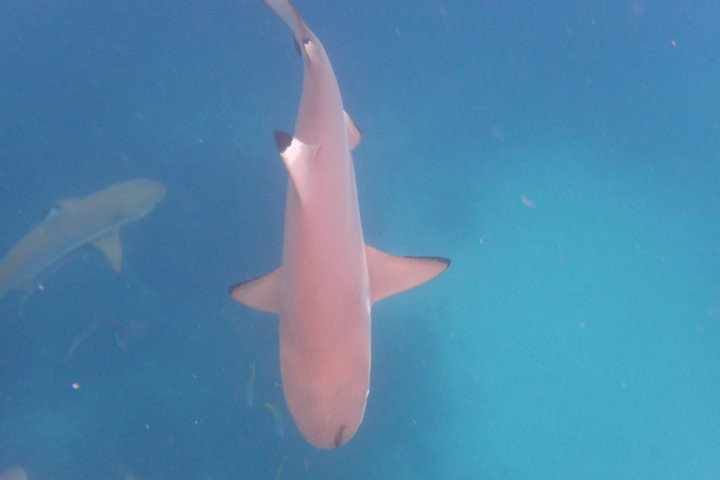 帕劳怎么玩,我来教你怎么玩打野