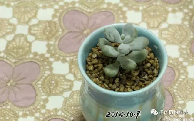 桃美人能够露养吗,桃美人能够完全泡水里养吗