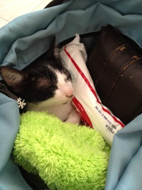 盘点那些真实的喵星人,喵星人真实的图