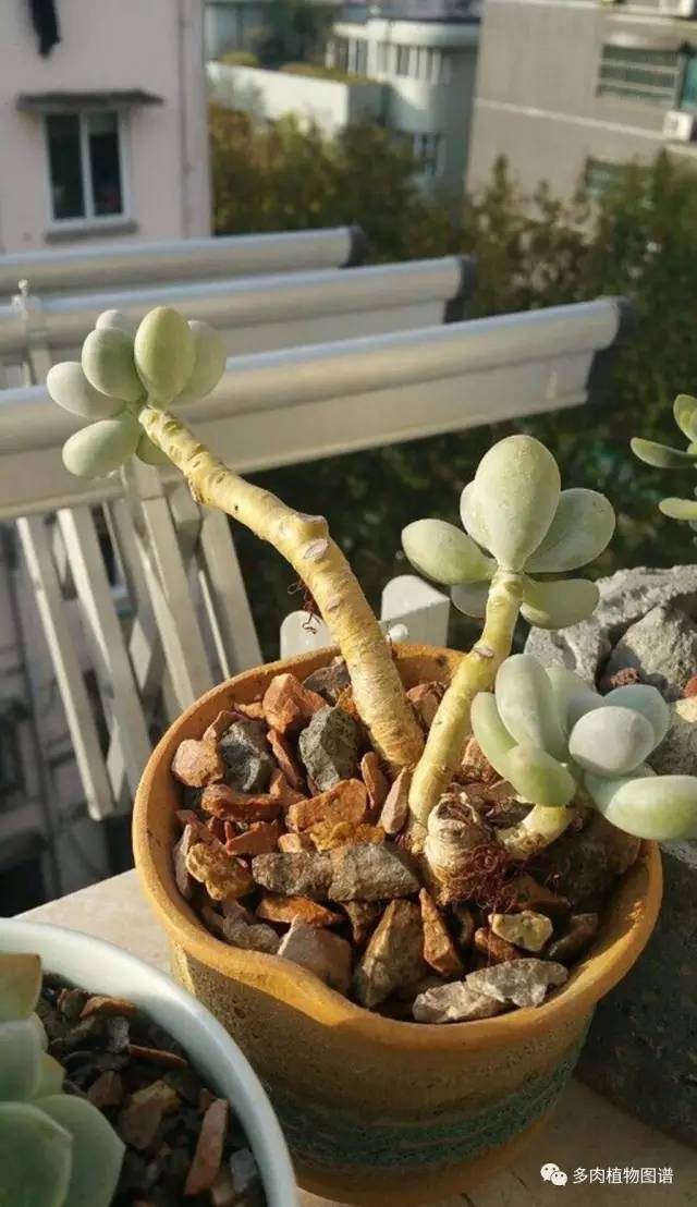 桃美人能够露养吗,桃美人能够完全泡水里养吗