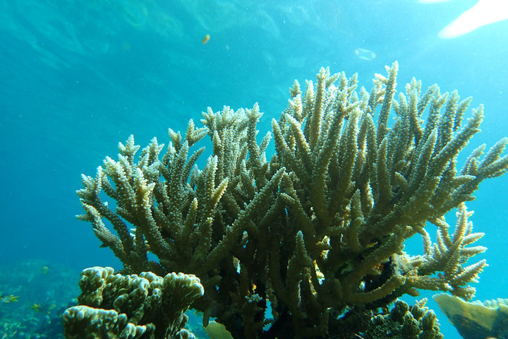 帕劳怎么玩,我来教你怎么玩打野