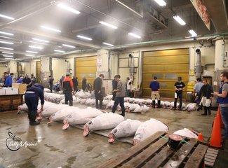 带着24个月小囡十一寸又峡寻密+东京+镰仓伊豆+横渡骏河湾观富士山+附详细交通攻略