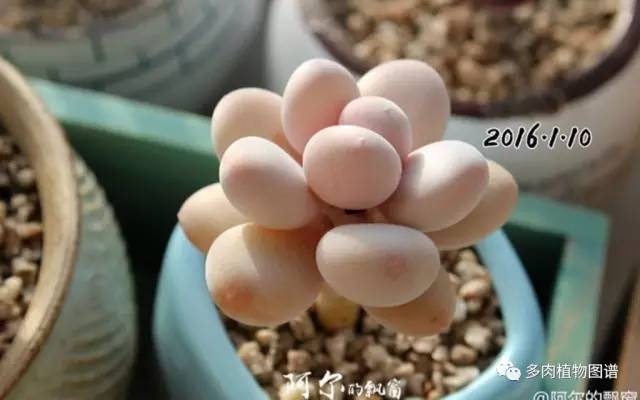 桃美人能够露养吗,桃美人能够完全泡水里养吗